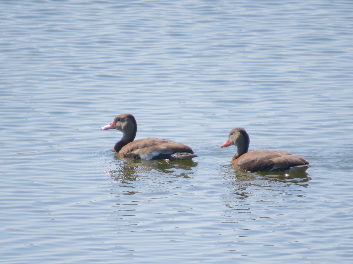 Black-bellied Whistling-Duck - ML623770316