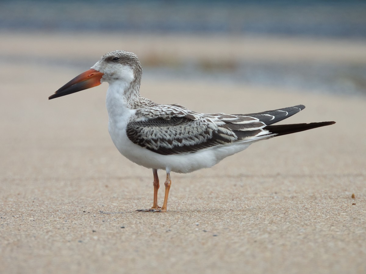 Black Skimmer - ML623770321