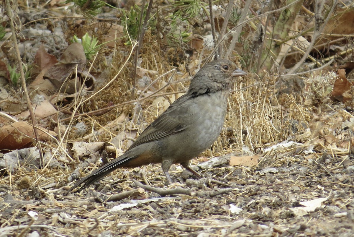 California Towhee - ML623770346