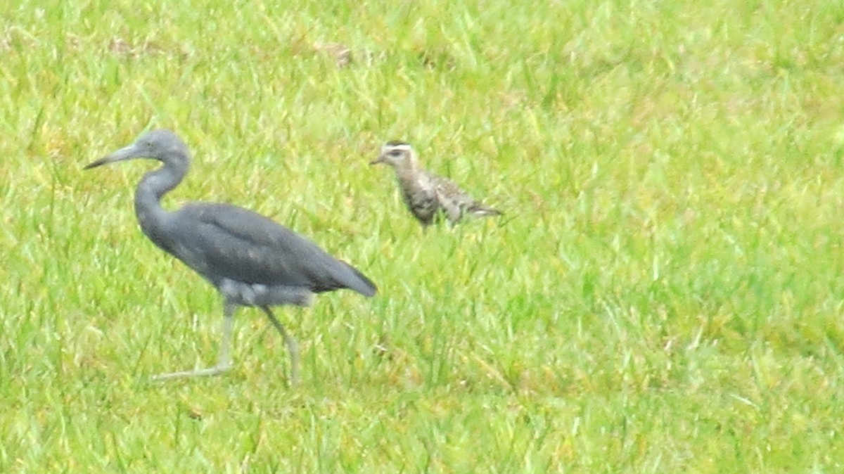 American Golden-Plover - ML623770347