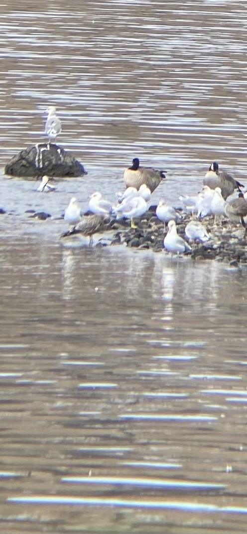 California Gull - ML623770358