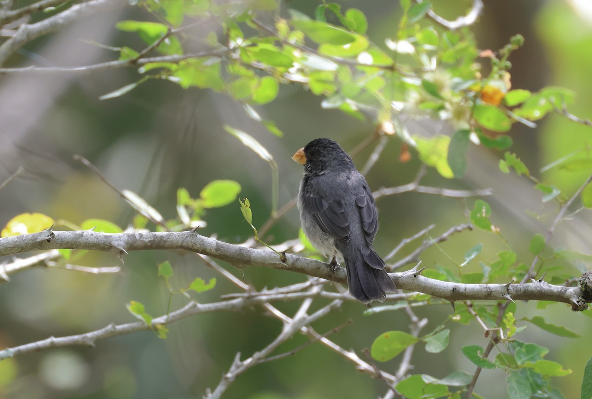 Gray Seedeater - ML623770383