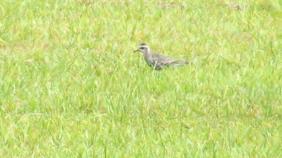 American Golden-Plover - ML623770421