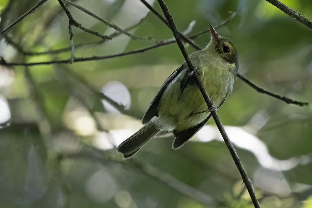 Oustalet's Tyrannulet - ML623770425