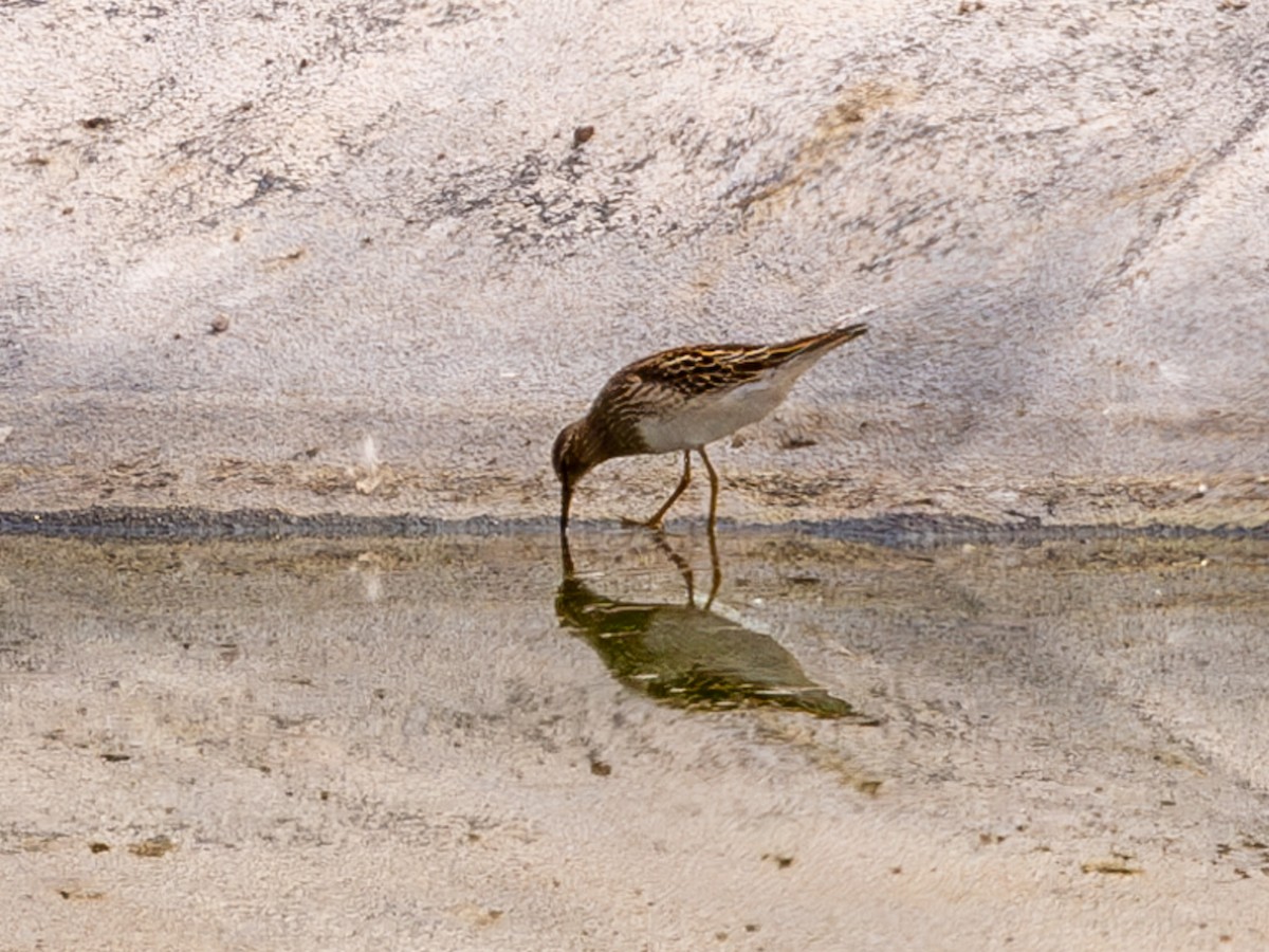 Pectoral Sandpiper - ML623770467