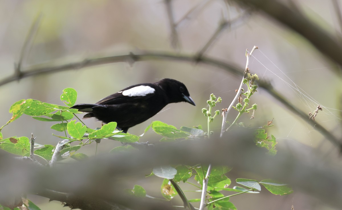 White-shouldered Tanager - ML623770475