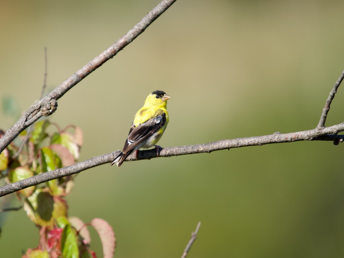 American Goldfinch - David McCartt