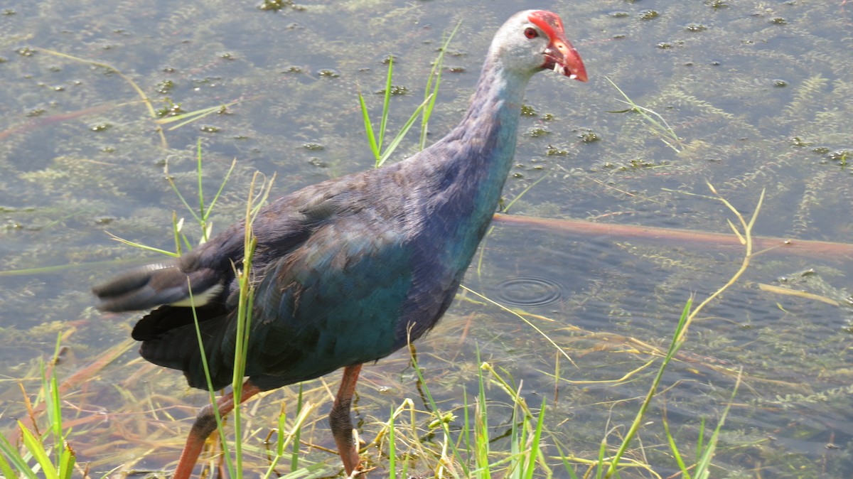 Gray-headed Swamphen - ML623770498