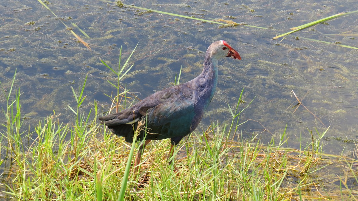 Gray-headed Swamphen - ML623770499