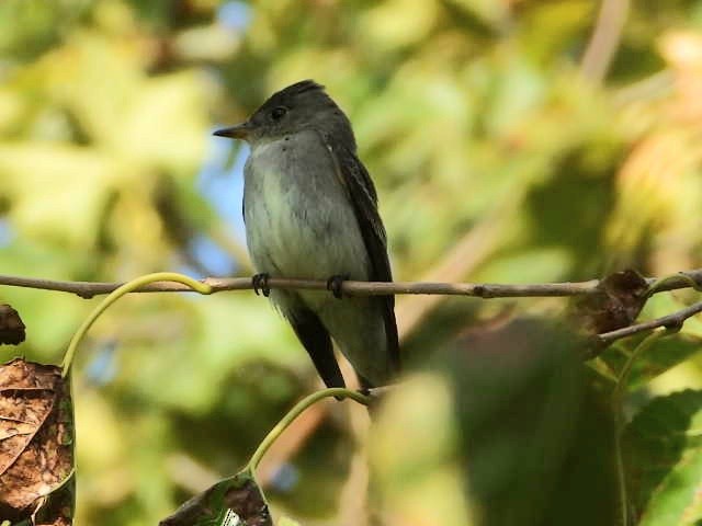 Eastern Wood-Pewee - ML623770505