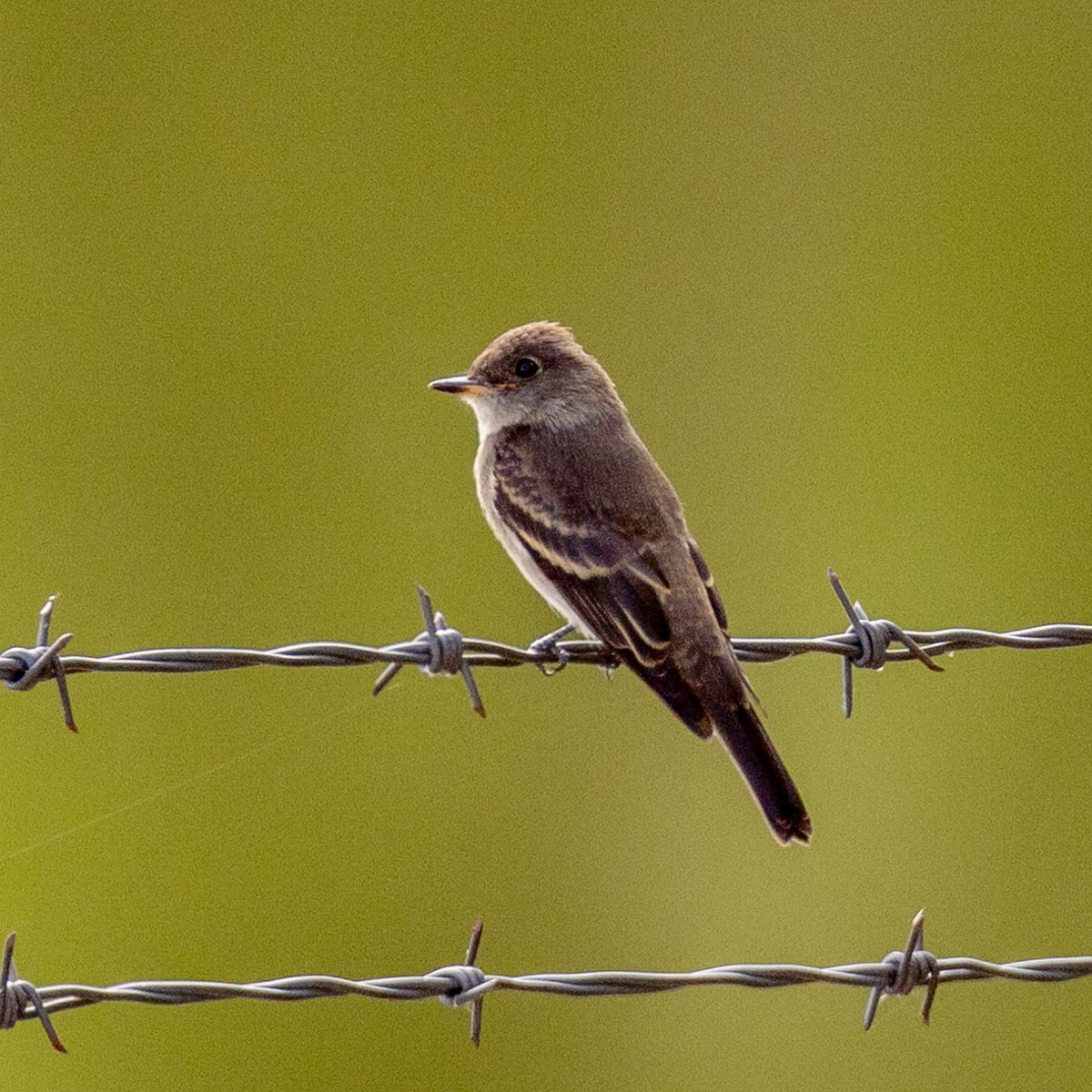 Western Wood-Pewee - ML623770515