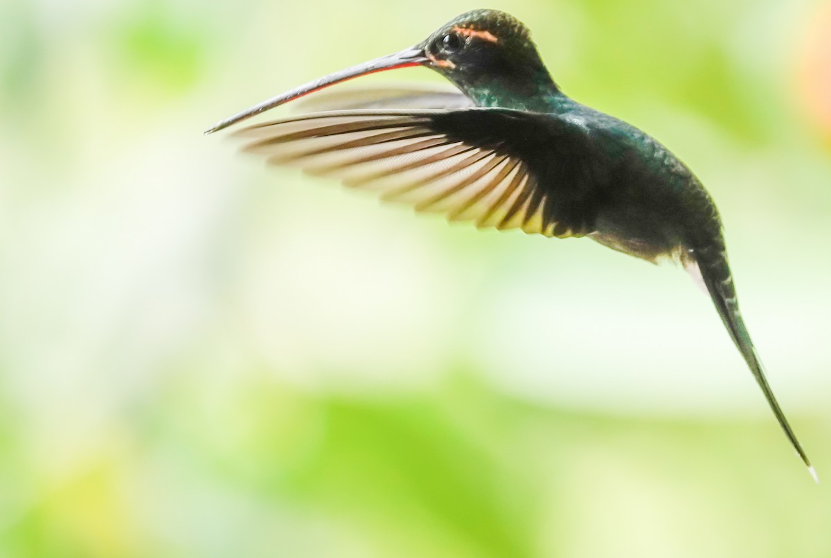 White-whiskered Hermit - Vinicio Montenegro