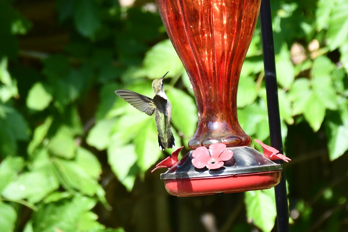 Black-chinned Hummingbird - ML623770540