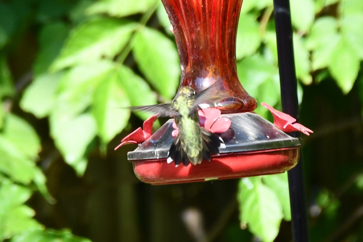 Black-chinned Hummingbird - ML623770541