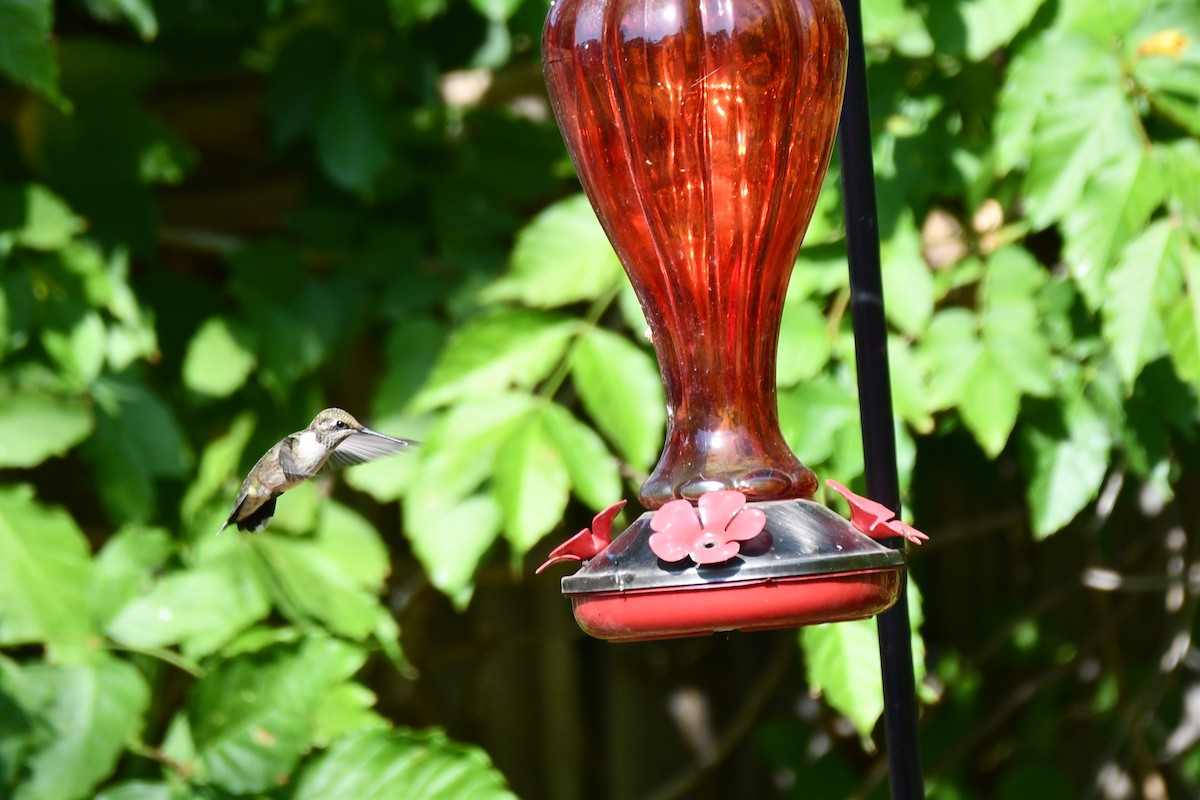 Black-chinned Hummingbird - ML623770542