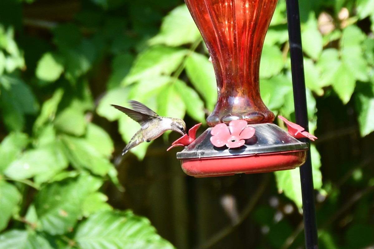 Black-chinned Hummingbird - ML623770543