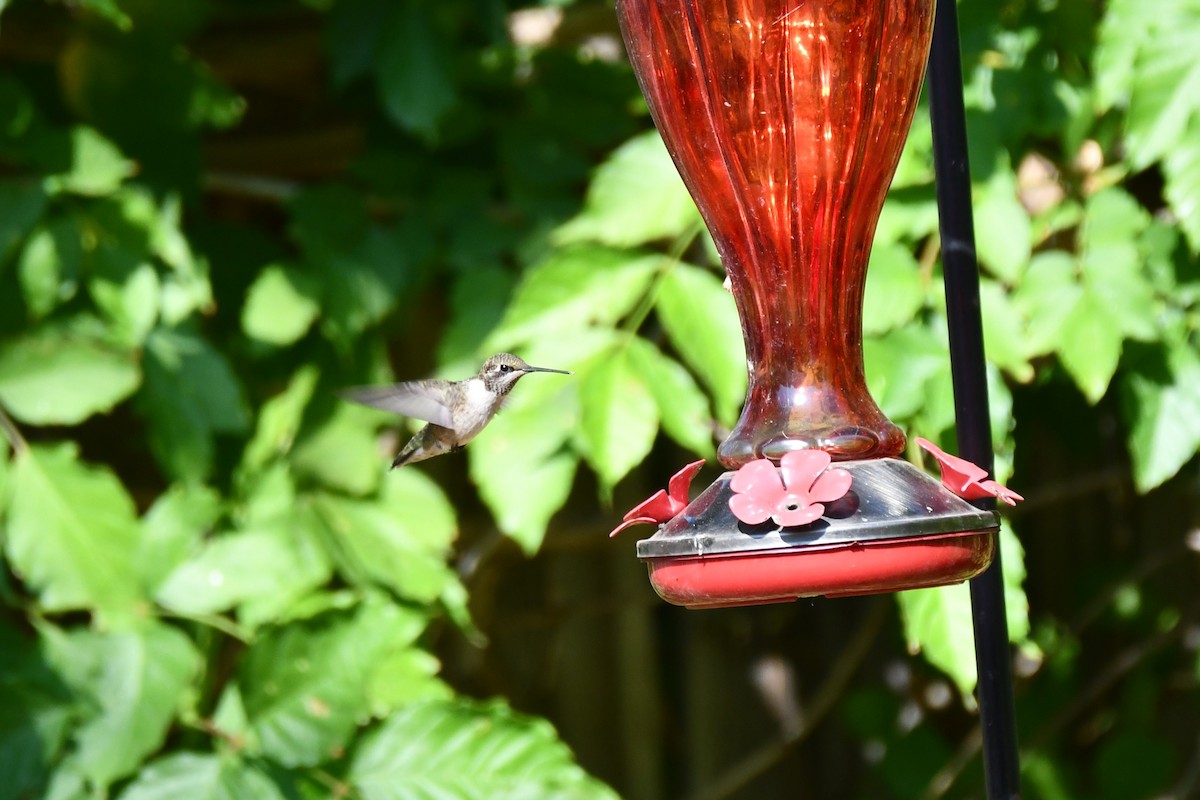 Black-chinned Hummingbird - ML623770545