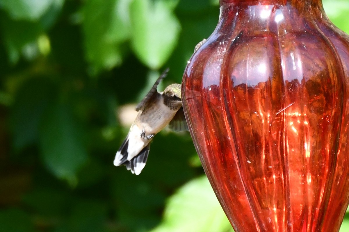 Black-chinned Hummingbird - ML623770546