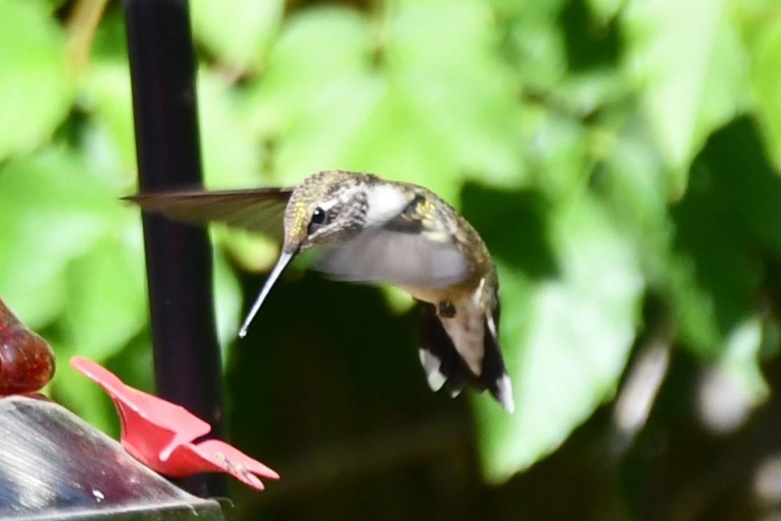 Black-chinned Hummingbird - ML623770547