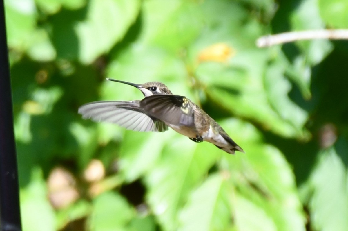 Black-chinned Hummingbird - ML623770548