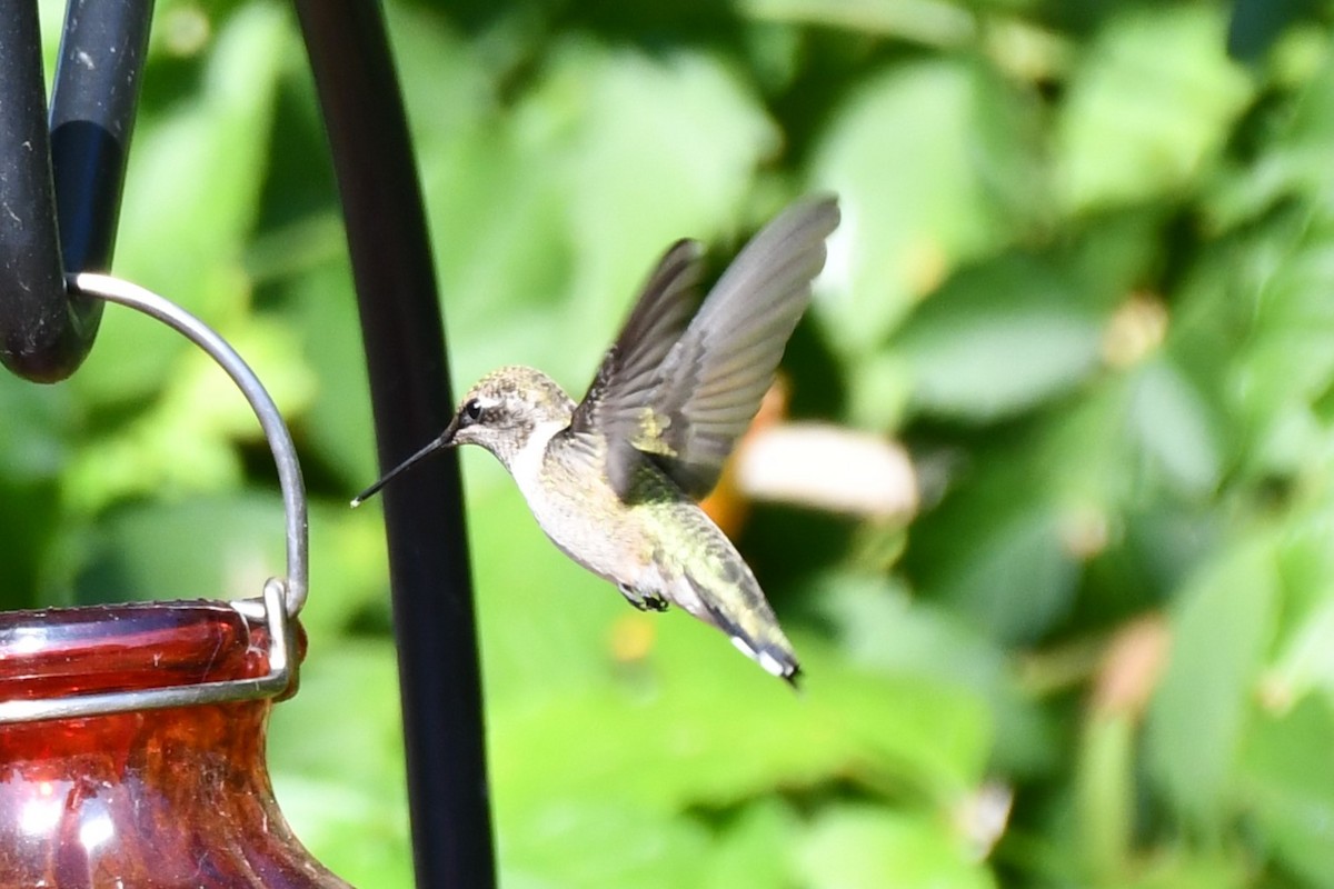 Black-chinned Hummingbird - ML623770549