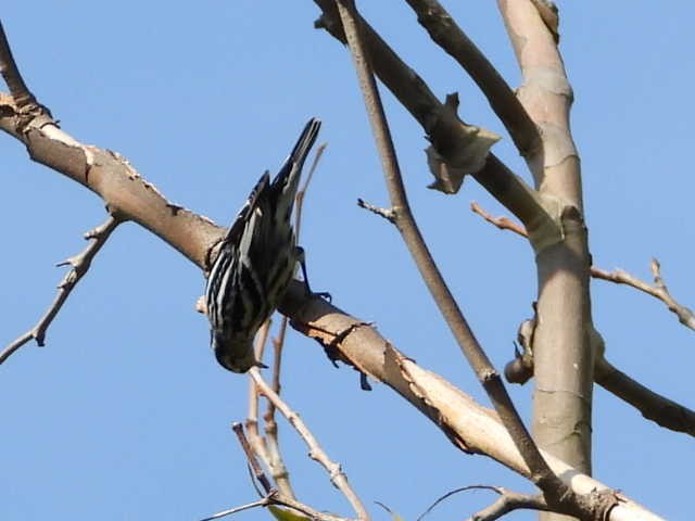 Black-and-white Warbler - ML623770559