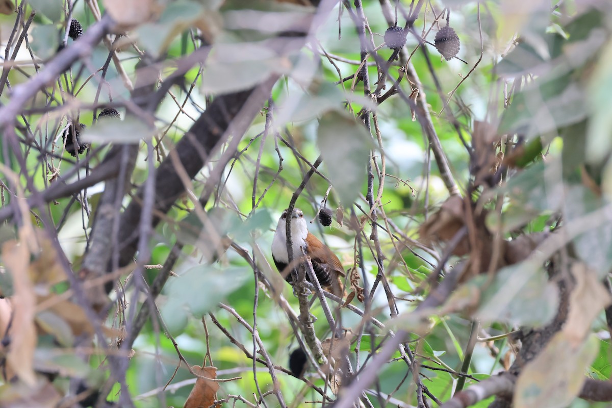 Black-bellied Wren - ML623770602