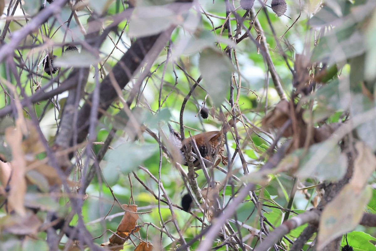 Black-bellied Wren - Jamie Adams