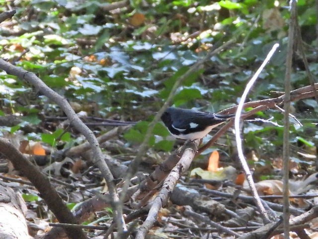 Black-throated Blue Warbler - ML623770624