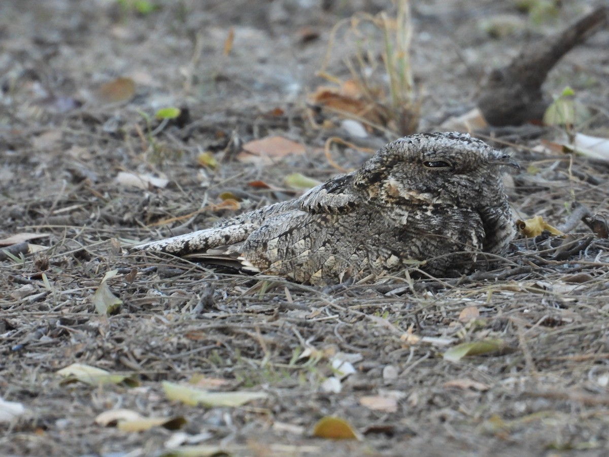 Band-winged Nightjar - Raul Ibarra