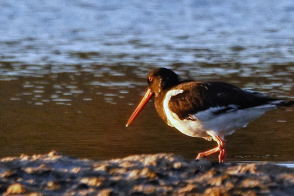 Eurasian Oystercatcher - ML623770633