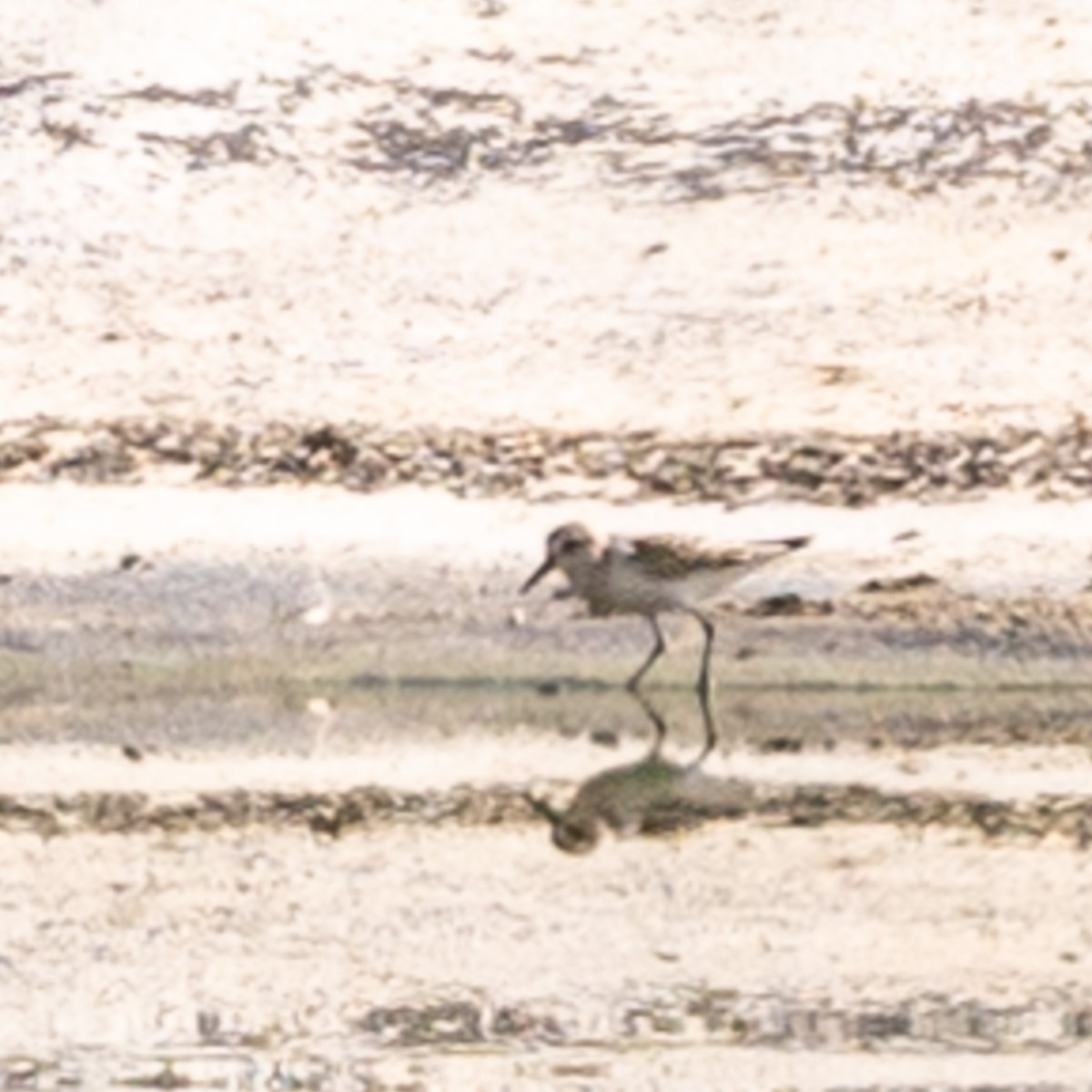 Western/Semipalmated Sandpiper - ML623770658