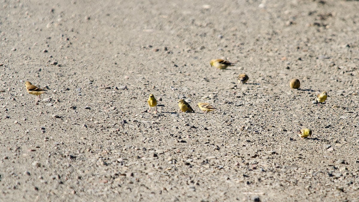 American Goldfinch - David McCartt