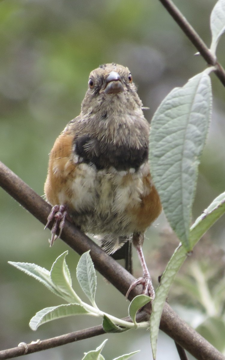 Spotted Towhee - ML623770662