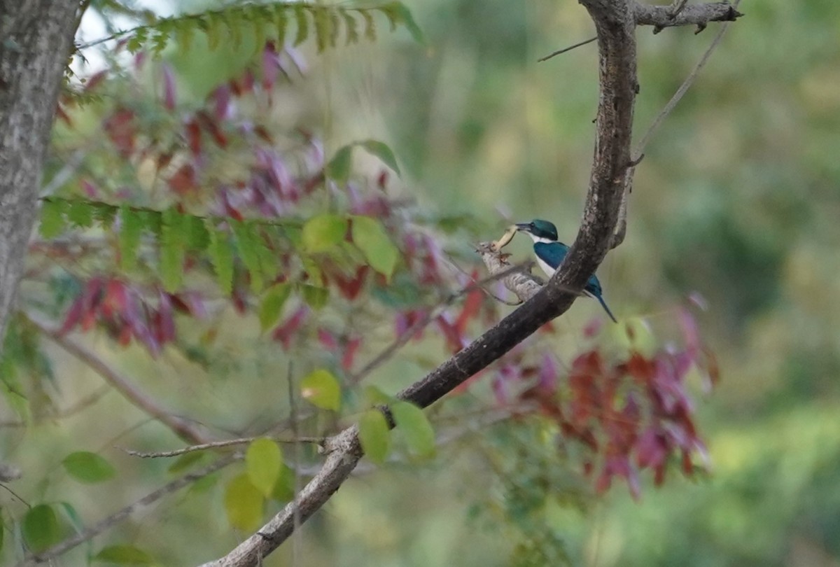 Collared Kingfisher (Collared) - ML623770663