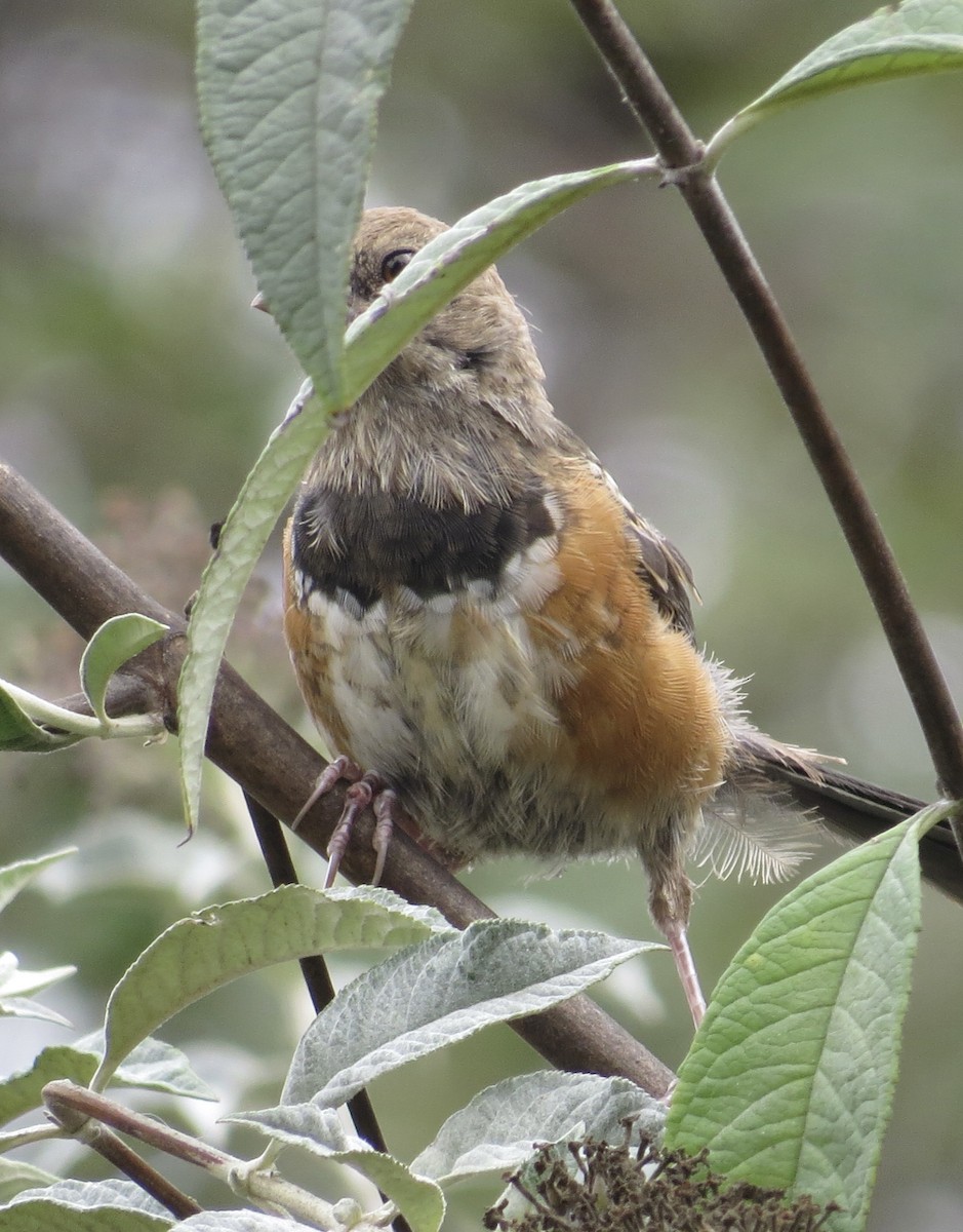 Spotted Towhee - ML623770664