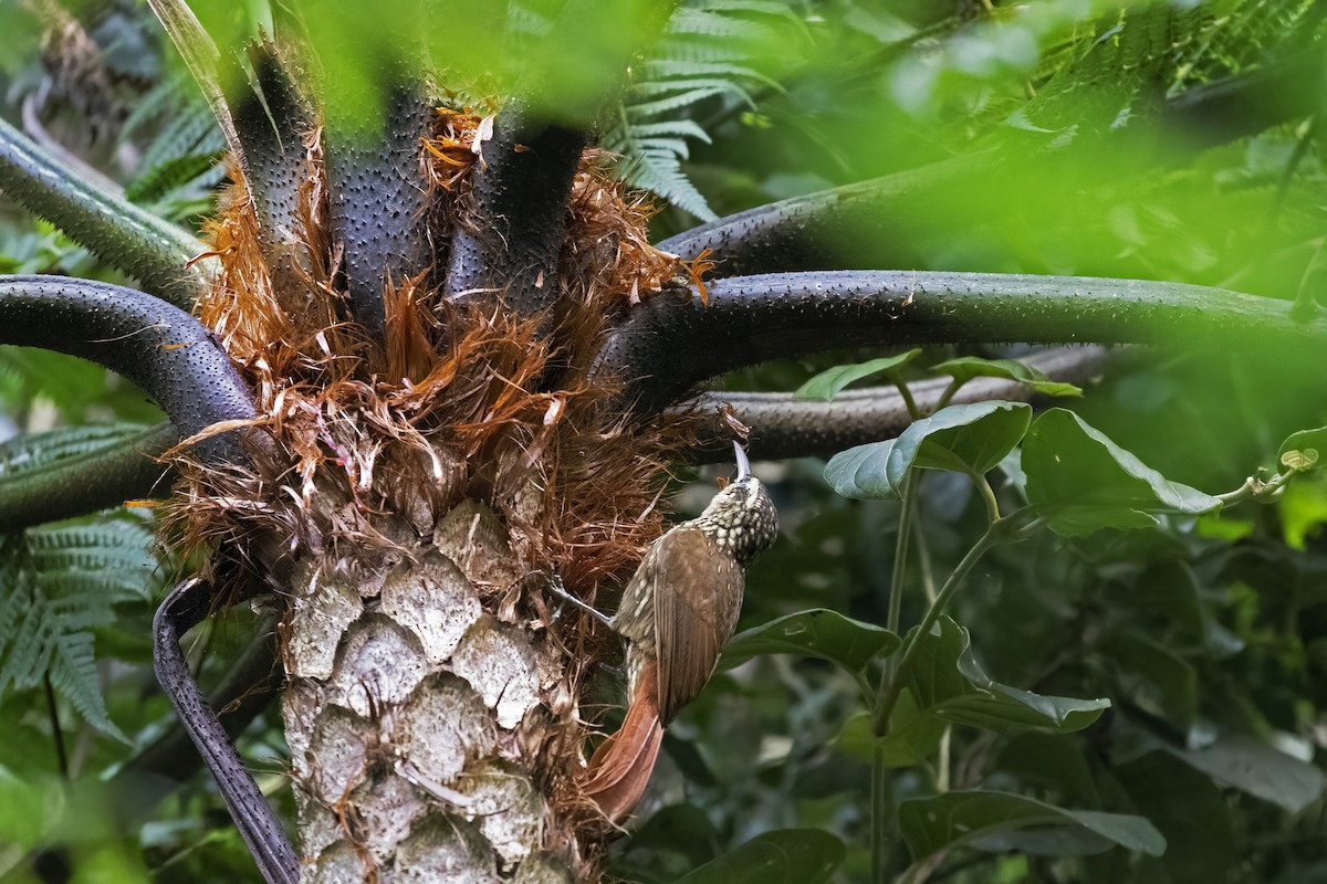 Lesser Woodcreeper - ML623770684