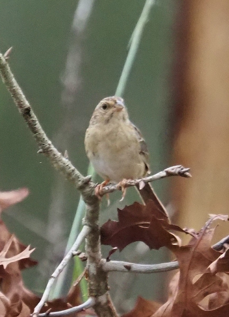 Bachman's Sparrow - Lorie Carnes