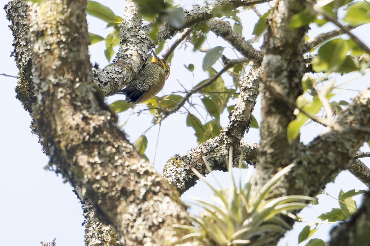 White-browed Woodpecker - ML623770728