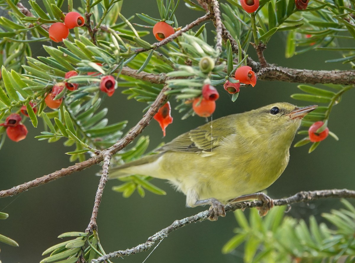 Tennessee Warbler - ML623770739