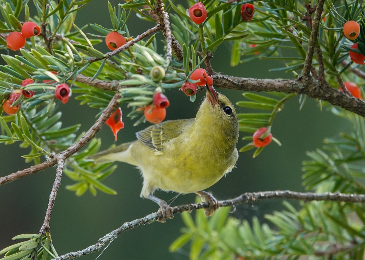 Tennessee Warbler - ML623770741