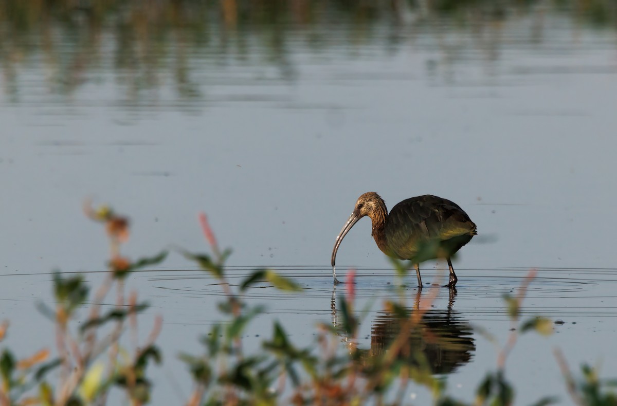 ibis americký - ML623770744