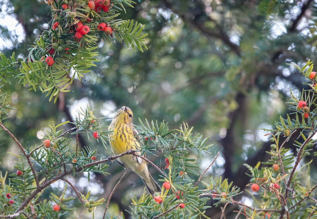 Cape May Warbler - ML623770783