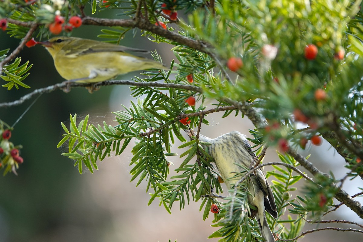 Cape May Warbler - ML623770784