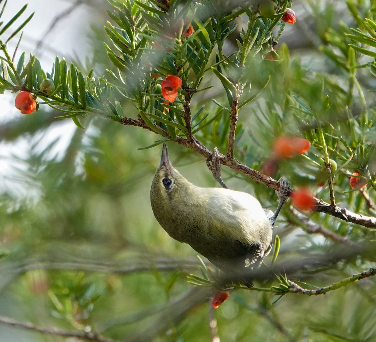 Tennessee Warbler - ML623770810