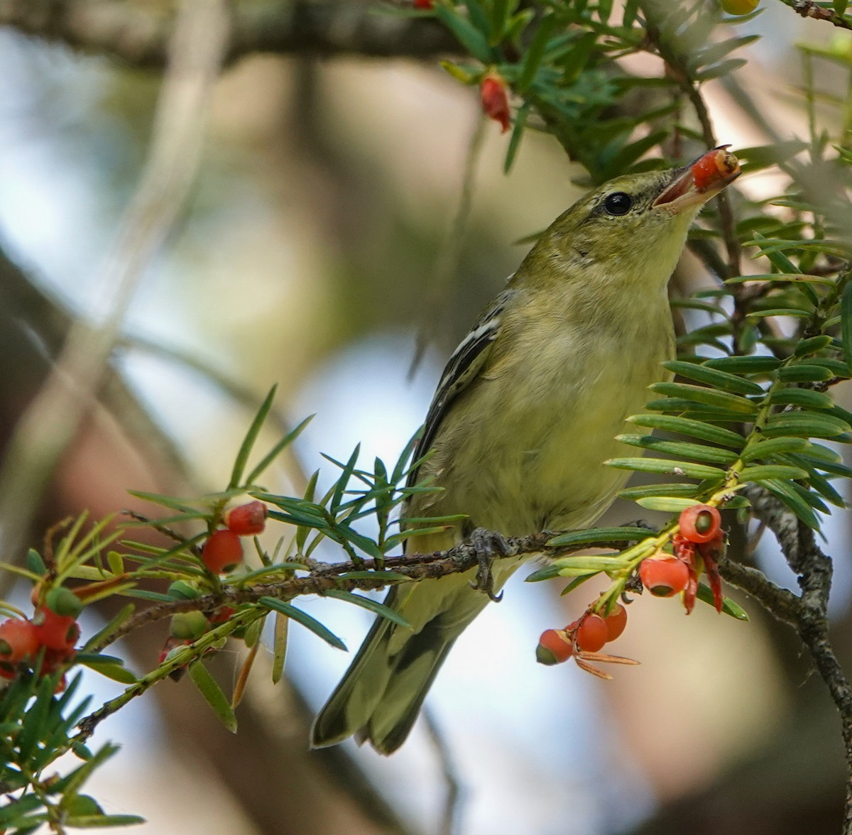 Bay-breasted Warbler - ML623770826