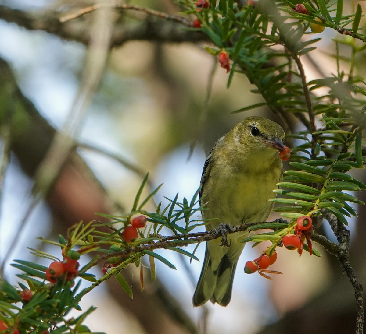 Bay-breasted Warbler - ML623770827