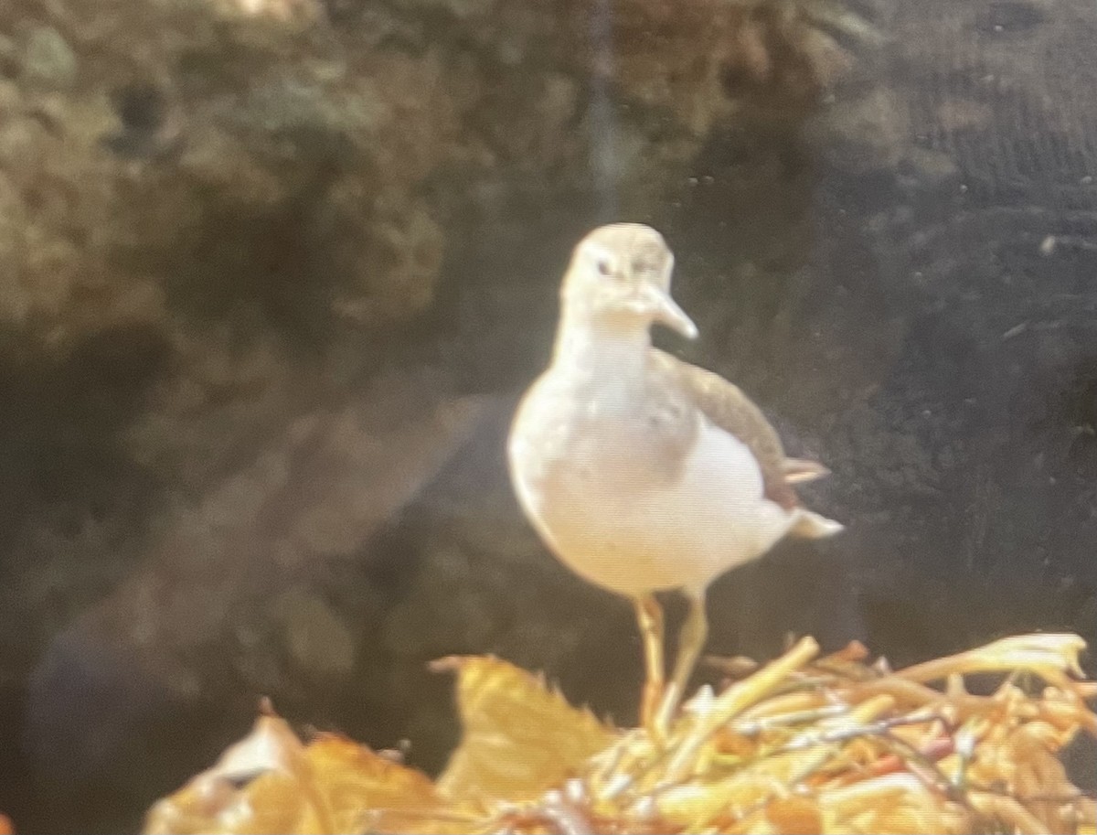 Wandering Tattler - ML623770833