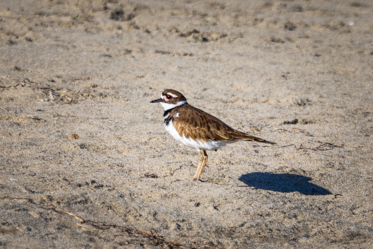 Killdeer - ML623770848
