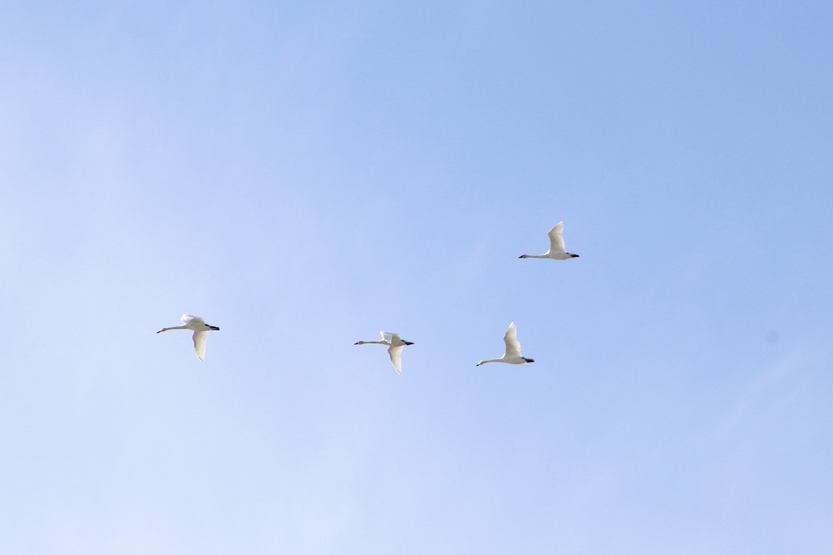 Tundra Swan - ML623770867